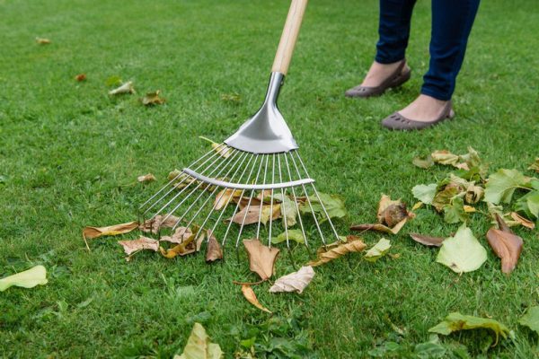 KS SS Lawn / Leaf Rake FSC-100%-SA-COC-010265