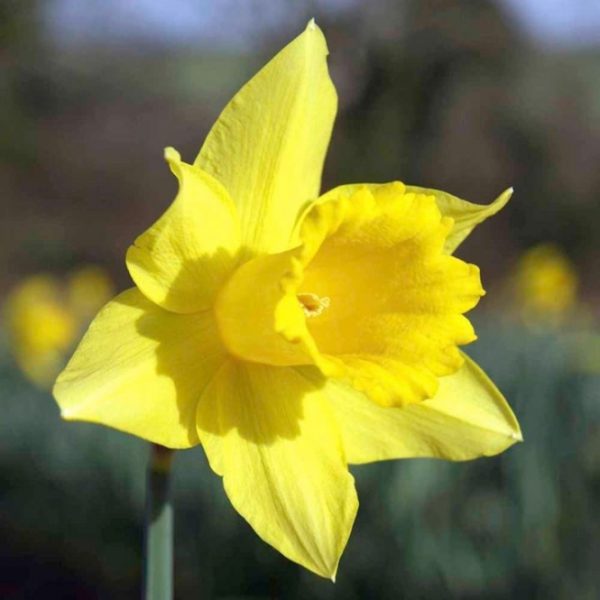 Taylors Bulbs NARCISSI GOLDEN TRUMPETS 5KG
